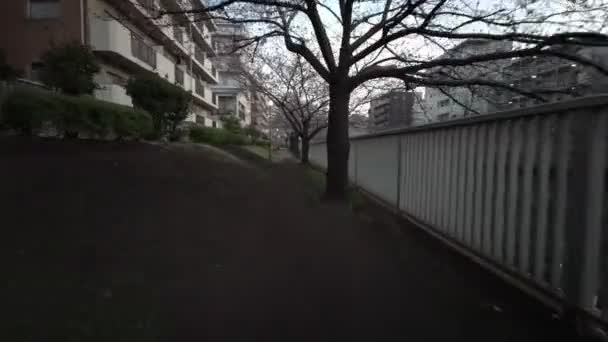 Tokio Río Oyoko Flores Cerezo Ciclismo — Vídeos de Stock