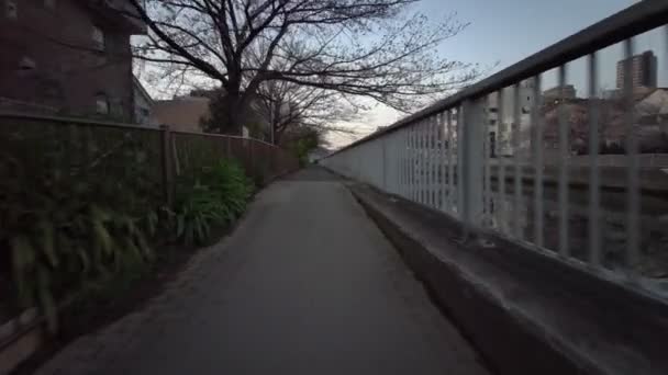 Tokio Oyoko Rivier Cherry Bloesems Fietsen — Stockvideo