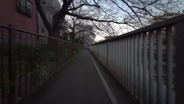 Tokyo Oyoko River Cherry Blommar Cykling — Stockvideo