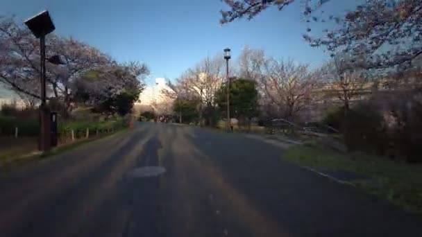Tokyo Ojima Komatsugawa Park Flores Cerezo Ciclismo — Vídeos de Stock