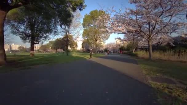 Tokyo Ojima Hatsugawa Park Cherry Bsoms Cycling — стоковое видео