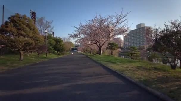 Tokyo Ojima Komatsugawa Park Flores Cerezo Ciclismo — Vídeo de stock