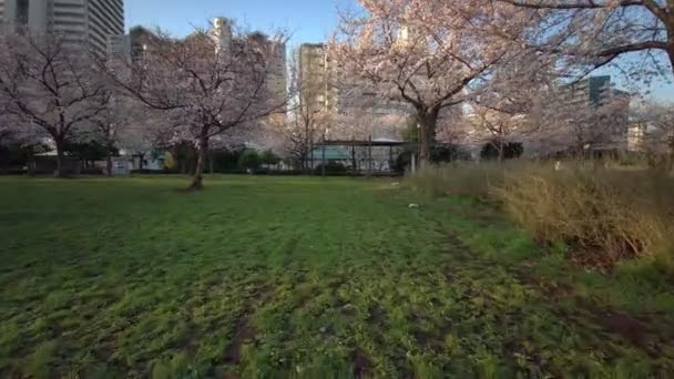 Tokyo Ojima Komatsugawa Park Kwiaty Wiśni Jazda Rowerze — Wideo stockowe