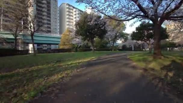 东京青岛市青川公园樱花骑自行车 — 图库视频影像