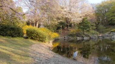 Sarue Onshi Park Kiraz Çiçekleri 2021 İlkbahar