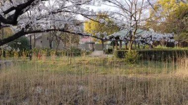 Sarue Onshi Park Kiraz Çiçekleri 2021 İlkbahar