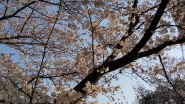 Sarue Onshi Park Kiraz Çiçekleri 2021 İlkbahar