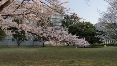 Sarue Onshi Park Kiraz Çiçekleri 2021 İlkbahar