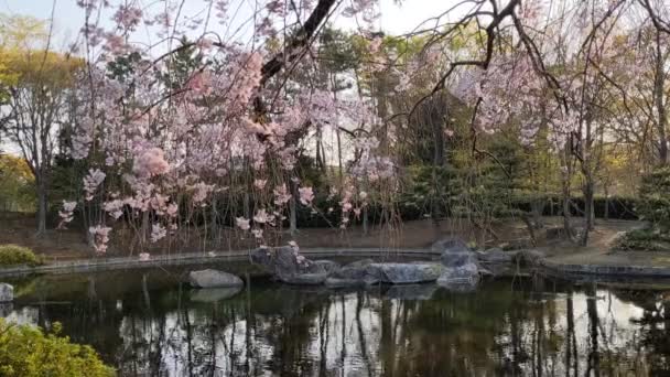 Sarue Onshi Park Kiraz Çiçekleri 2021 Lkbahar — Stok video