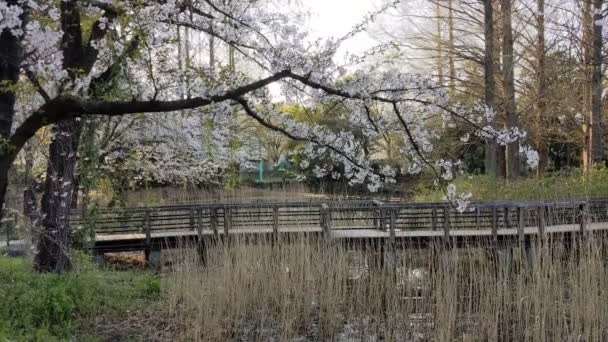 Саруэ Онши Парк Черри Бас 2021 Весна — стоковое видео