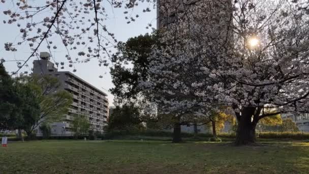 Sarue Onshi Park Kirschblüten 2021Frühling — Stockvideo