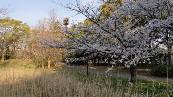 Sarue Onshi Park Fleurs Cerisier 2021Printemps — Video