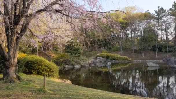 Sarue Onshi Park Fiori Ciliegio 2021Primavera — Video Stock