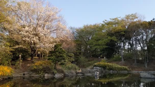 Sarue Onshi Park Flores Cerezo 2021Primavera — Vídeos de Stock