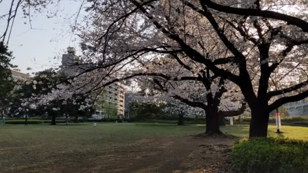 Sarue Onshi Park Cherry Blossoms 2021Spring — Stock Video