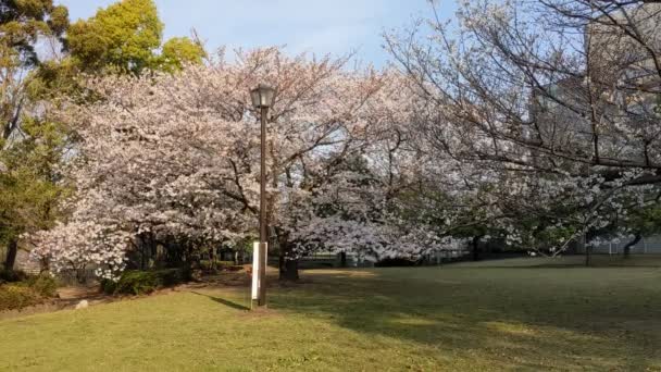 Sarue Onshi Park Körsbär Blommor 2021Vår — Stockvideo