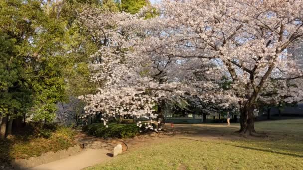 Sarue Onshi Park Flores Cereja 2021Primavera — Vídeo de Stock