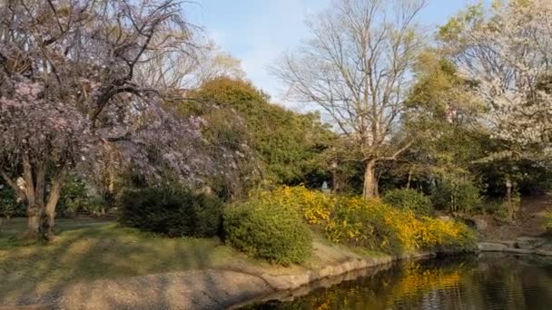 Sarue Onshi Park Cherry Blossoms 2021Spring — Stock Video