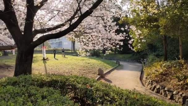 猿江恩賜公園桜2021年春 — ストック動画