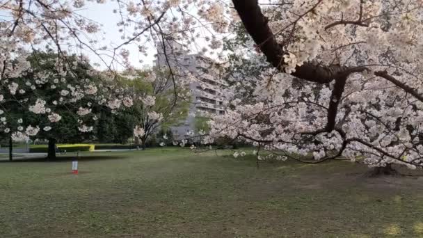Sarue Onshi Park Kwiaty Wiśni 2021Wiosna — Wideo stockowe