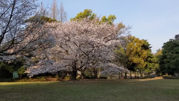 Sarue Onshi Park Körsbär Blommor 2021Vår — Stockvideo