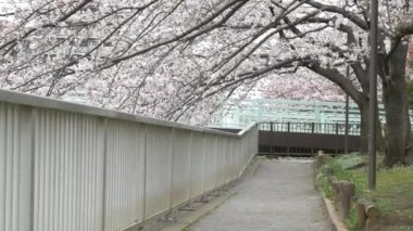Tokyo Oyoko Nehri Kiraz çiçekleri