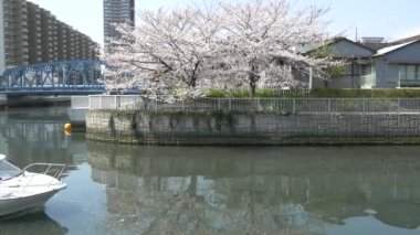 Tokyo Oyoko Nehri Kiraz çiçekleri