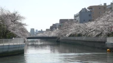 Tokyo Oyoko Nehri Kiraz çiçekleri