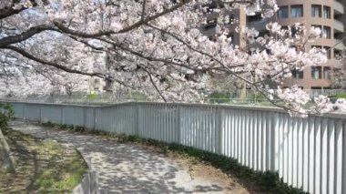 Tokyo Oyoko Nehri Kiraz çiçekleri