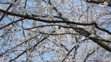 Tokyo Oyoko Nehri Kiraz çiçekleri