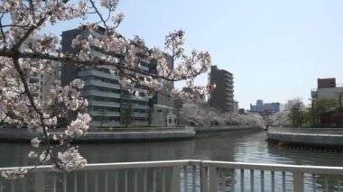 Tokyo Oyoko Nehri Kiraz çiçekleri