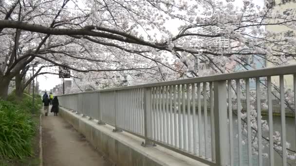 Tokyo Oyoko River Kirschblüten — Stockvideo