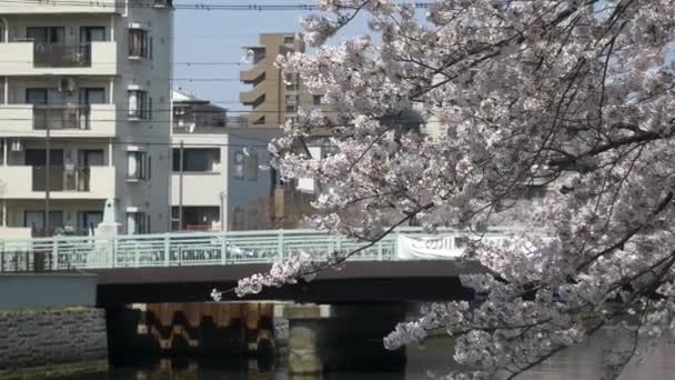 Tokyo Oyoko River Cherry Blossoms — Stock Video