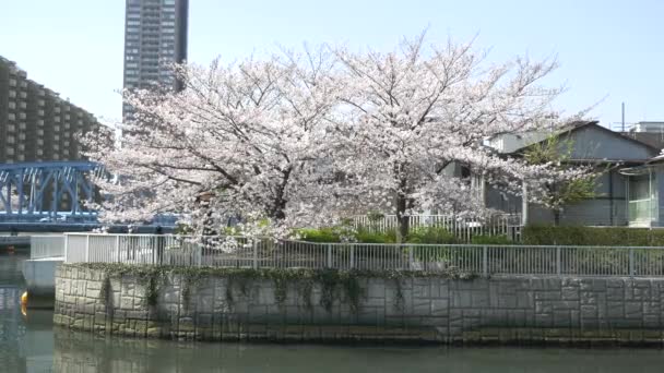 Tokyo Oyoko River Fleurs Cerisier — Video