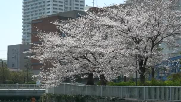 Tokió Oyoko folyó cseresznyevirága