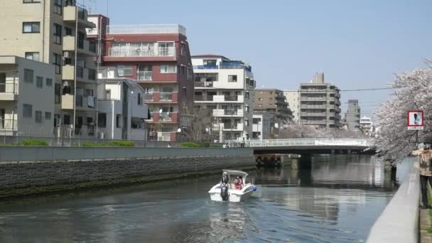 Tokio Río Oyoko Flores Cerezo — Vídeos de Stock