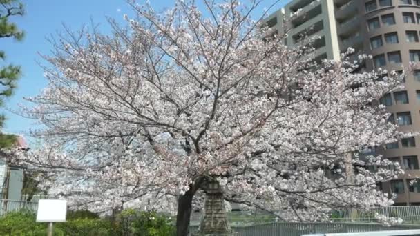 Tokyo Oyoko River Kirschblüten — Stockvideo