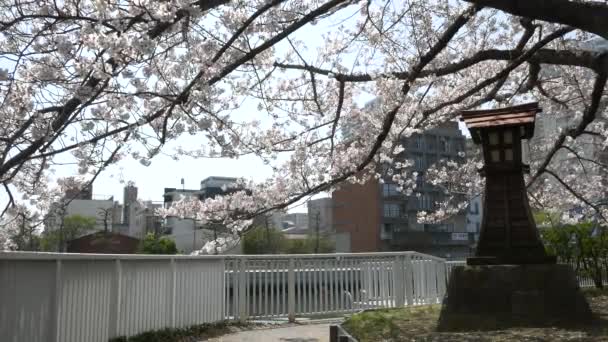 벚꽃을 피우는 — 비디오