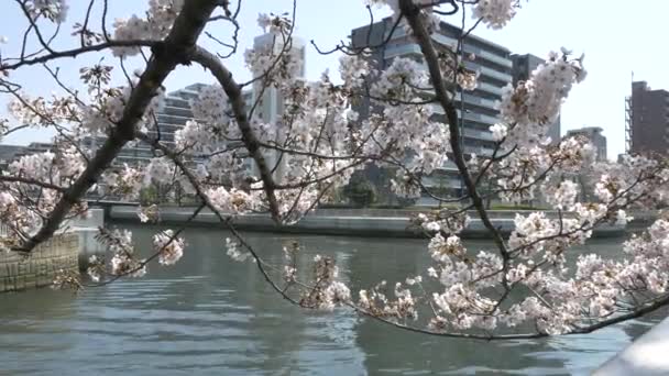 东京奥约科河樱花 — 图库视频影像