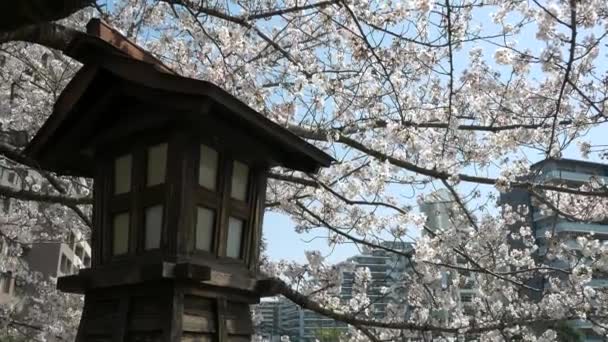 Цветение Вишни Реке Ойоко Токио — стоковое видео