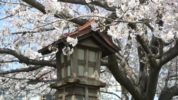 Цветение Вишни Реке Ойоко Токио — стоковое видео