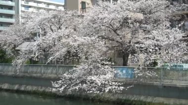 Tokyo Oyoko Nehri Kiraz çiçekleri