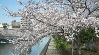 Tokyo Oyoko Nehri Kiraz çiçekleri