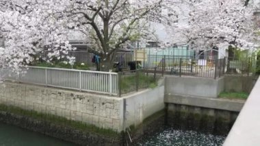 Tokyo Oyoko Nehri Kiraz çiçekleri