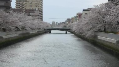 Tokyo Oyoko Nehri Kiraz çiçekleri