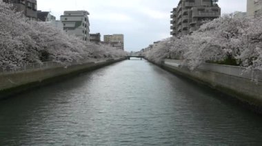 Tokyo Oyoko Nehri Kiraz çiçekleri