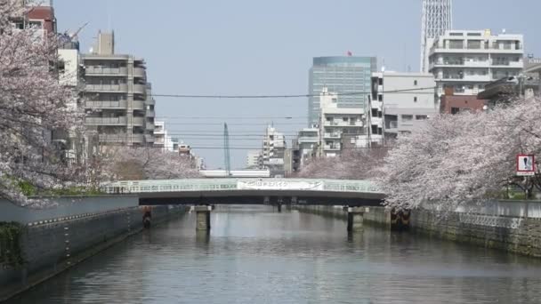 Tokyo Oyoko Řeka Cherry Kvete — Stock video