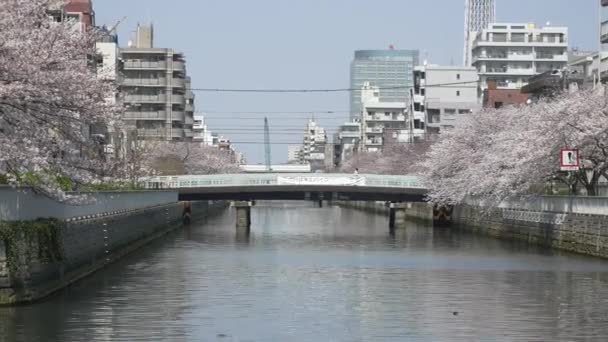 Tokio Oyoko River Cherry Bloeit — Stockvideo