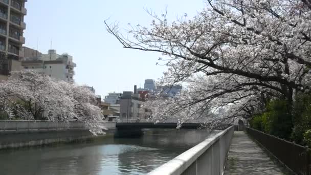 Tokyo Oyoko River Kirschblüten — Stockvideo