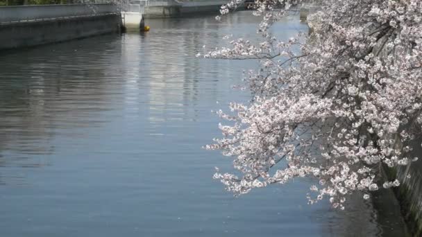 Tokio Río Oyoko Flores Cerezo — Vídeo de stock